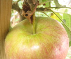 Du Perec, ou presque tout comme*