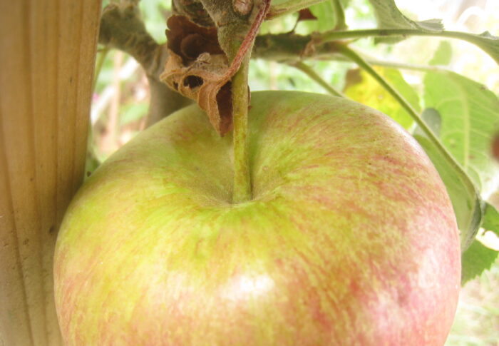 Du Perec, ou presque tout comme*